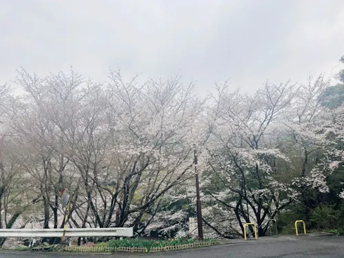 山荘にいながらお花見できちゃいます♪