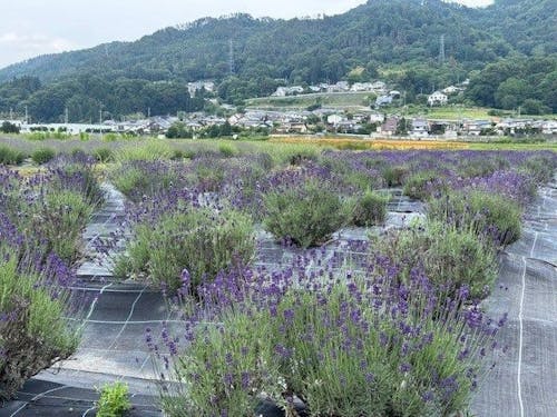 ６月のラベンダー畑