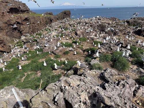 繁殖期のウミネコを確認する現地活動