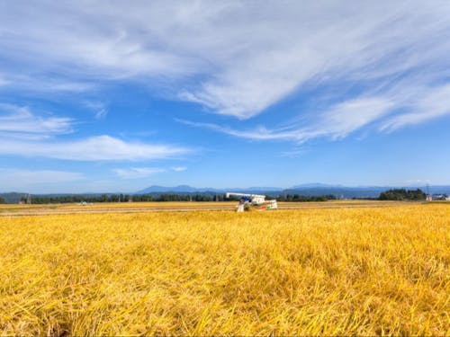 新潟県十日町市は魚沼産コシヒカリの産地として、高品質な農産品を生産しています。