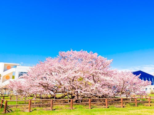 空の青に映える千島桜。別海で桃色の息吹を感じませんか？