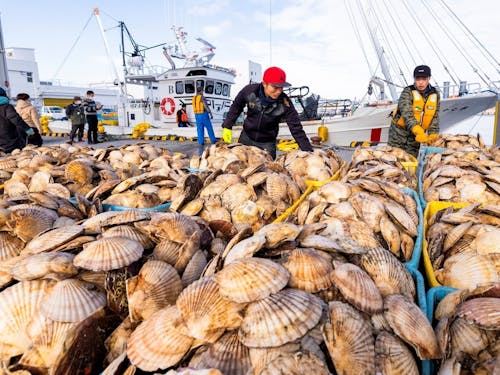 野付の海が育む「海の宝物」。かごいっぱいのホタテは、鮮度もボリュームも満点です。
