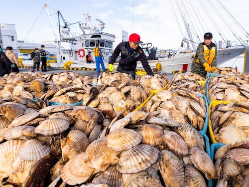 視界を埋める黄金のホタテ。荒波と戦う漁師の物語が、この一粒に詰まっています。