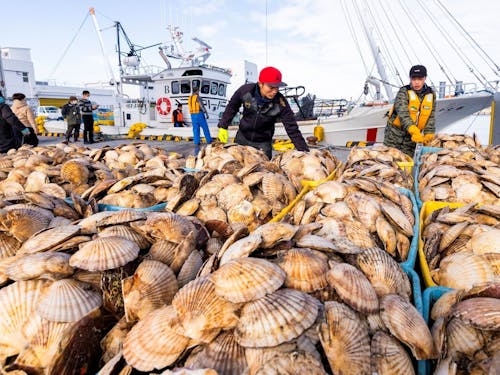 視界を埋める黄金のホタテ。荒波と戦う漁師の物語が、この一粒に詰まっています。