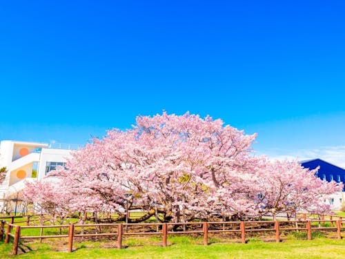 空の青に映える千島桜。別海で桃色の息吹を感じませんか？