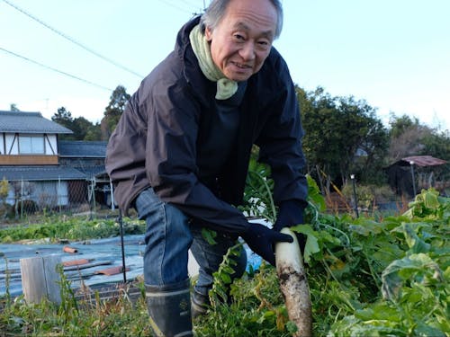 畑にて大根の収穫