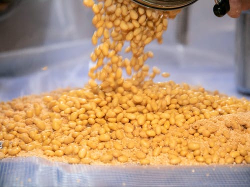 ゆであがった大豆