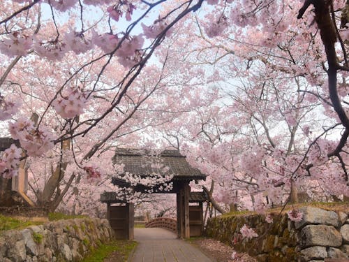高遠城址公園内の桜
