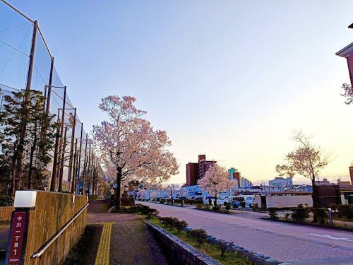 空が広く自然豊かな高岡。桜の季節、市内各所が癒しの名所に