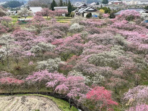 春、4月の駒ヶ根(空き家掘り起こしに力を入れているエリアです)