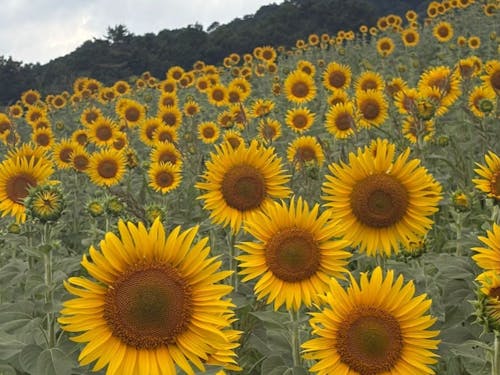 会津地域のひまわり畑。