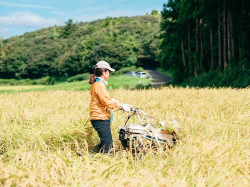 稲刈りに初挑戦！