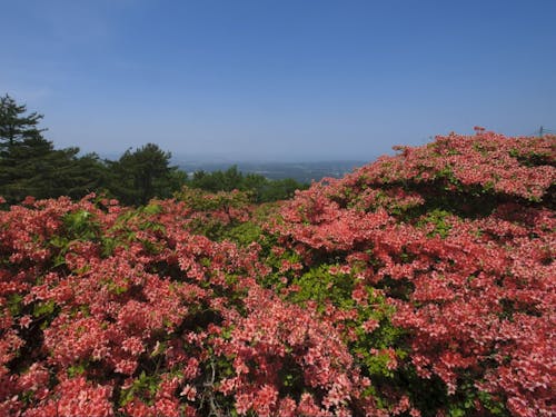 階上岳の見事なつつじ。キャンプ場もあり絶景が臨めます