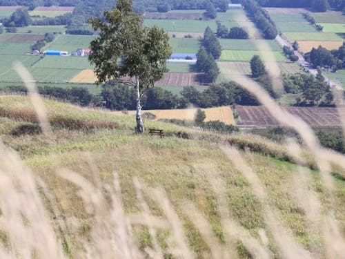 吹き抜ける風が心地よい、ほしかぜの丘