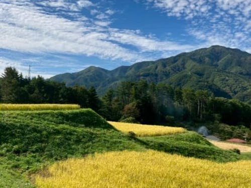 秋の実りの時期に向けた農作業・加工品製造のお仕事です🌾黄金色の棚田