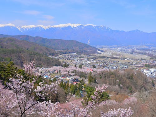 タカトオヒガンザクラと残雪の中央アルプス！