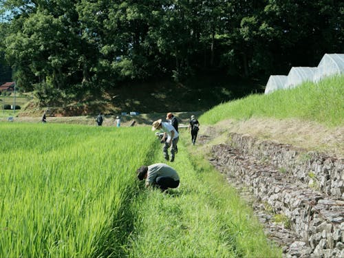 子供も大人も一緒に。田んぼの生き物調査へ