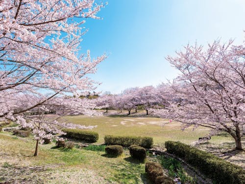 イベント会場である「じゅらくの里」の桜の木