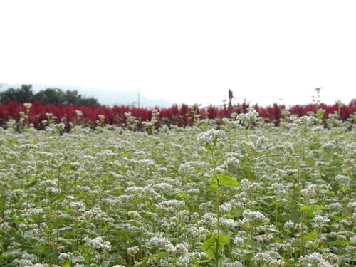そば(手前)とアマランサス(奥)畑
