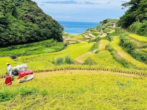 稲刈り時期の棚田