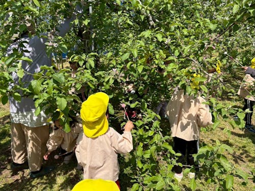子ども達の花粉づけ体験