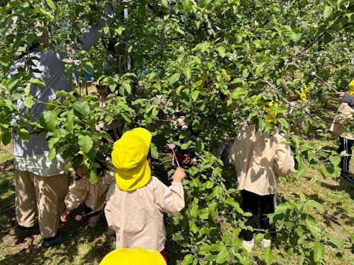 子ども達の花粉づけ体験
