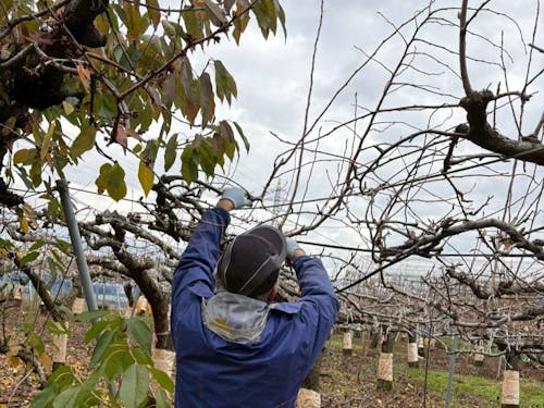 選定作業を指導するK先生