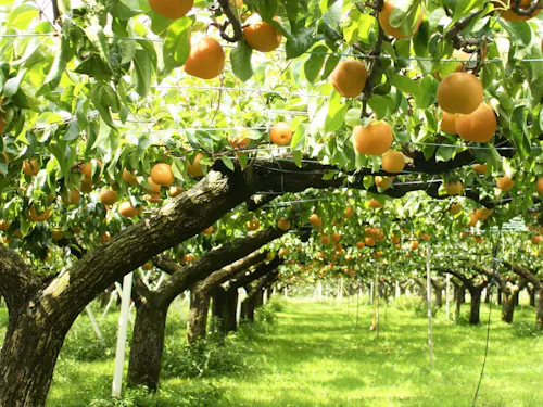 美しい果樹園で育つ梨は、加賀が誇る特産品。【奥谷町】