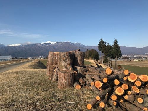 薪になる前の丸太