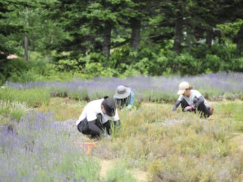 私たちのハーブガーデンです。