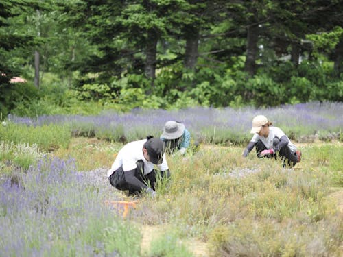 私たちのハーブガーデンです。