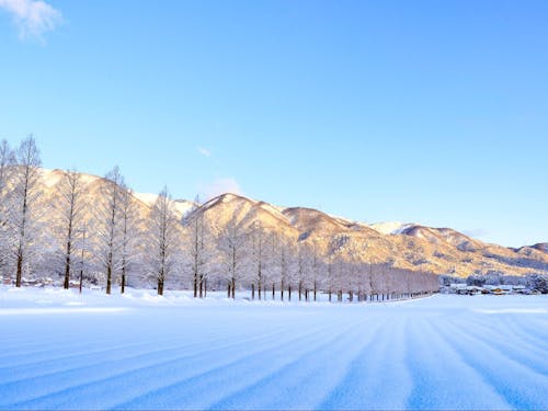 冬のメタセコイア並木