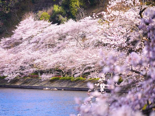 海津大崎の桜