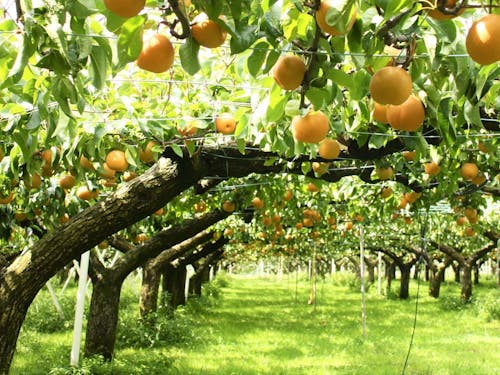 美しい果樹園で育つ梨は、加賀が誇る特産品。【奥谷町】