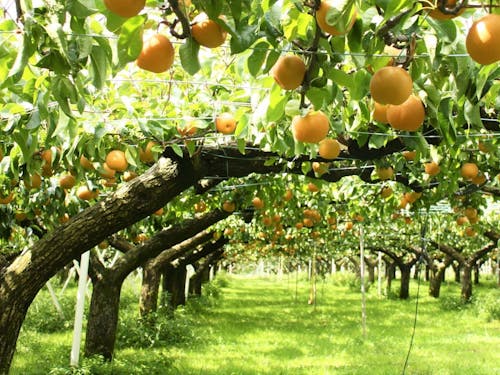 美しい果樹園で育つ梨は、加賀が誇る特産品。【奥谷町】