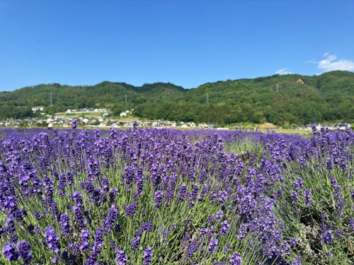 花とハーブの里 池田町