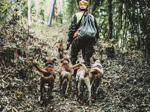 複数の猟犬を連れて狩猟を行う