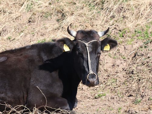 自然豊かな島前では日常的に牛が見られます。