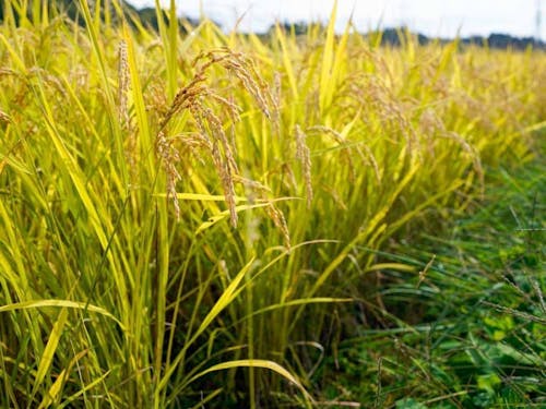 磐梯町の稲穂の様子です！