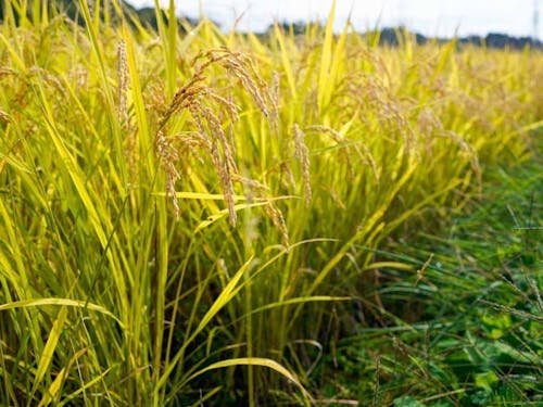 磐梯町の稲穂の様子です!
