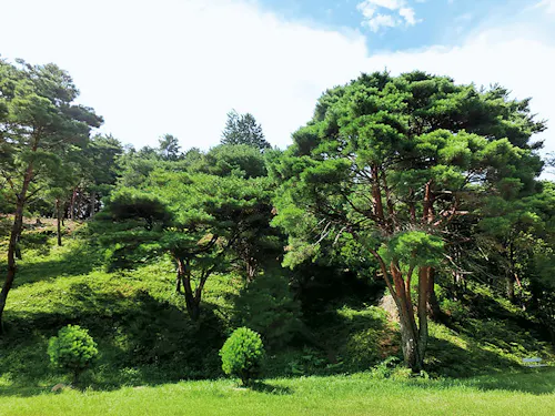 国の天然記念物指定されている「平松のウツクシ松自生地」
