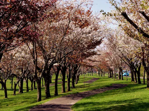春のせせらぎ公園