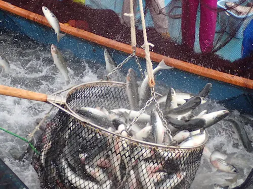 兵庫県下でも１、２を争う水揚げ量の家島諸島