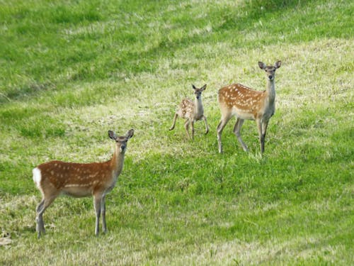 こんなに可愛いエゾシカも害獣。でも、生きるために必死なだけなんですよね。
