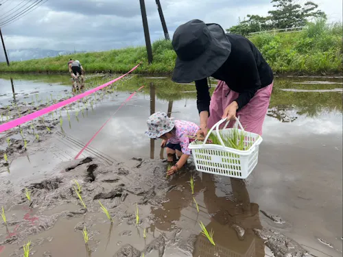 一緒にお米づくりをしませんか?