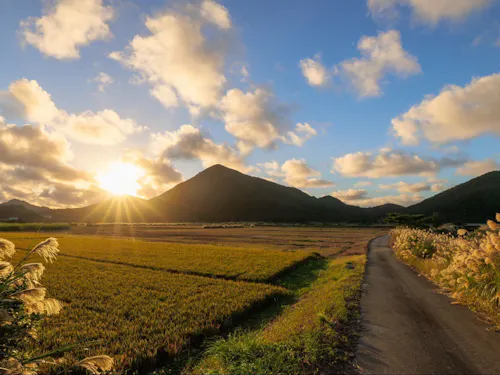 沖縄では珍しく稲作もしています