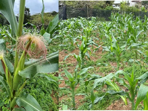 自分で耕した畑で初めてのトウモロコシ作り