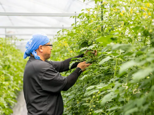 ミニトマトの芽かきをする様子