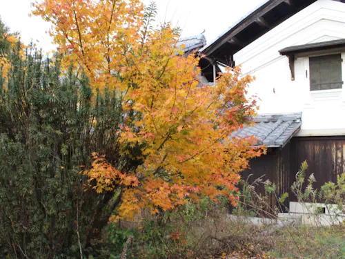 家の庭になるところ