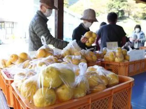 県内有数の生産量を誇る神河町の「ゆず」